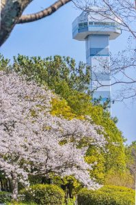 木曽三川公園センター、桜、4月の春の花、岐阜県海津市の観光・撮影スポットの画像と写真