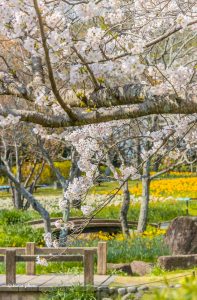 木曽三川公園センター、桜、4月の春の花、岐阜県海津市の観光・撮影スポットの画像と写真