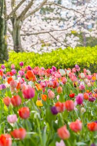 木曽三川公園センター、桜、4月の春の花、岐阜県海津市の観光・撮影スポットの画像と写真