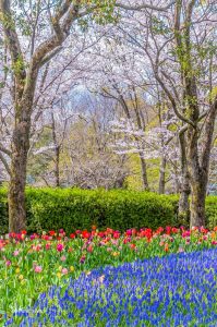 木曽三川公園センター、桜、4月の春の花、岐阜県海津市の観光・撮影スポットの画像と写真