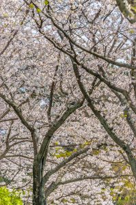 木曽三川公園センター、桜、4月の春の花、岐阜県海津市の観光・撮影スポットの画像と写真