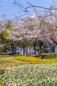 木曽三川公園センター、桜、4月の春の花、岐阜県海津市の観光・撮影スポットの画像と写真
