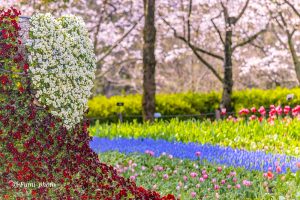 木曽三川公園センター、桜、4月の春の花、岐阜県海津市の観光・撮影スポットの画像と写真