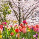木曽三川公園センター、桜、4月の春の花、岐阜県海津市の観光・撮影スポットの画像と写真