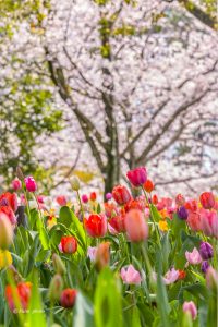 木曽三川公園センター、桜、4月の春の花、岐阜県海津市の観光・撮影スポットの画像と写真