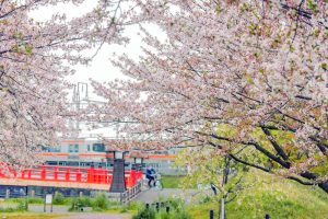 清州城、五条川の桜、3月の春の花、愛知県清須市の観光・撮影スポットの画像と写真