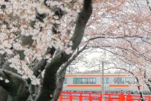 清州城、五条川の桜、3月の春の花、愛知県清須市の観光・撮影スポットの画像と写真