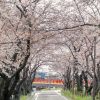 清州城、五条川の桜、3月の春の花、愛知県清須市の観光・撮影スポットの画像と写真