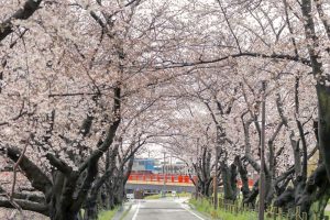 清州城、五条川の桜、3月の春の花、愛知県清須市の観光・撮影スポットの画像と写真
