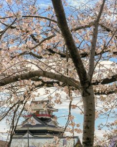 清州城、五条川の桜、3月の春の花、愛知県清須市の観光・撮影スポットの画像と写真