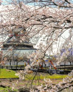 清州城、五条川の桜、3月の春の花、愛知県清須市の観光・撮影スポットの画像と写真
