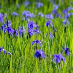小堤西池かきつばた群落、5月夏の花、愛知県刈谷市の観光・撮影スポットの画像と写真