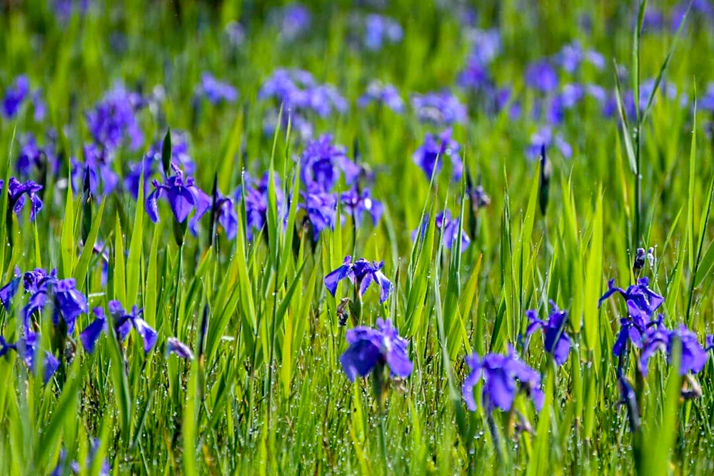 小堤西池かきつばた群落、5月夏の花、愛知県刈谷市の観光・撮影スポットの画像と写真