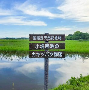 小堤西池かきつばた群落、5月夏の花、愛知県刈谷市の観光・撮影スポットの画像と写真