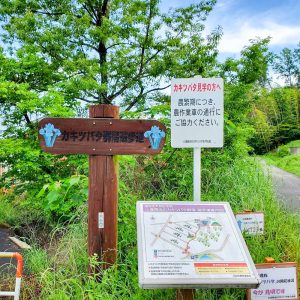 小堤西池かきつばた群落、5月夏の花、愛知県刈谷市の観光・撮影スポットの画像と写真