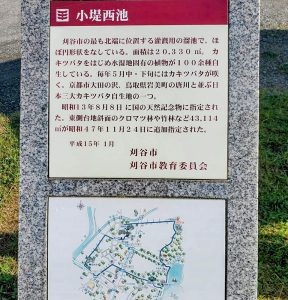 小堤西池かきつばた群落、5月夏の花、愛知県刈谷市の観光・撮影スポットの画像と写真