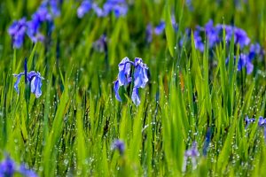 小堤西池かきつばた群落、5月夏の花、愛知県刈谷市の観光・撮影スポットの画像と写真