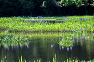 小堤西池かきつばた群落、5月夏の花、愛知県刈谷市の観光・撮影スポットの画像と写真