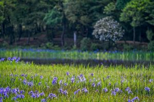 小堤西池かきつばた群落、5月夏の花、愛知県刈谷市の観光・撮影スポットの画像と写真