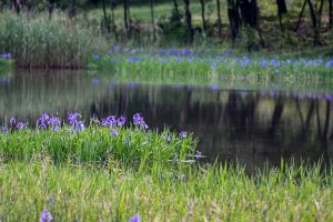 小堤西池かきつばた群落、5月夏の花、愛知県刈谷市の観光・撮影スポットの画像と写真