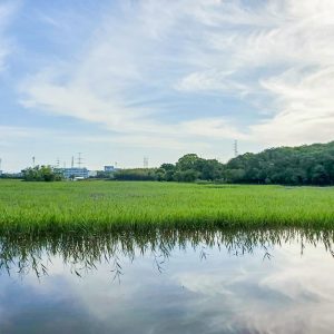小堤西池かきつばた群落、5月夏の花、愛知県刈谷市の観光・撮影スポットの画像と写真