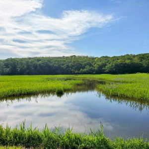小堤西池かきつばた群落、5月夏の花、愛知県刈谷市の観光・撮影スポットの画像と写真