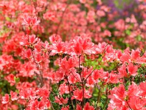 小牧山史跡公園。つつじ、4月春の花、愛知県小牧市の観光・撮影スポットの画像と写真