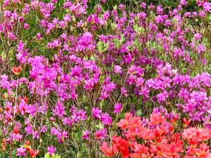 小牧山史跡公園。つつじ、4月春の花、愛知県小牧市の観光・撮影スポットの画像と写真
