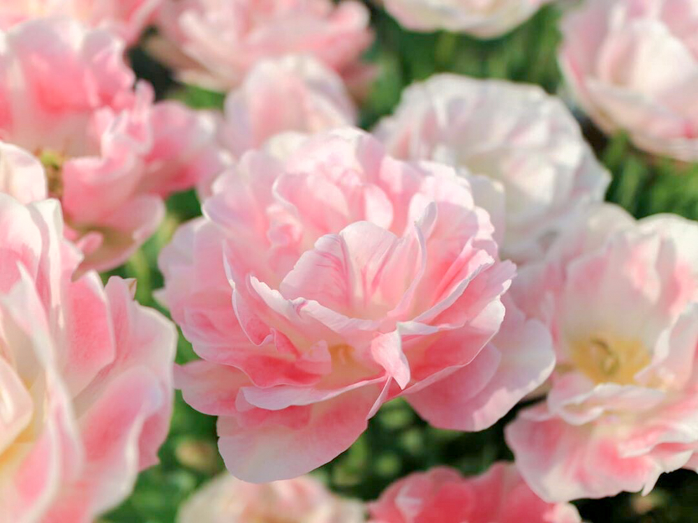 江南フラワーパーク、4月春の花、愛知県江南市の観光・撮影スポットの画像と写真