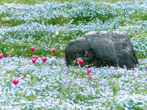 江南フラワーパーク、ネモフィラ、4月春の花、愛知県江南市の観光・撮影スポットの画像と写真