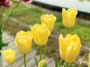 江南フラワーパーク、チューリップ、4月春の花、愛知県江南市の観光・撮影スポットの画像と写真江南フラワーパーク、チューリップ、4月春の花、愛知県江南市の観光・撮影スポットの画像と写真