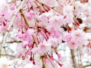 江南フラワーパーク、桜、4月春の花、愛知県江南市の観光・撮影スポットの画像と写真