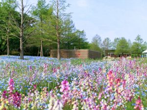 江南フラワーパーク、4月春の花、愛知県江南市の観光・撮影スポットの画像と写真