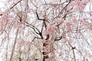 江南フラワーパーク、桜、4月春の花、愛知県江南市の観光・撮影スポットの画像と写真江南フラワーパーク、桜、4月春の花、愛知県江南市の観光・撮影スポットの画像と写真