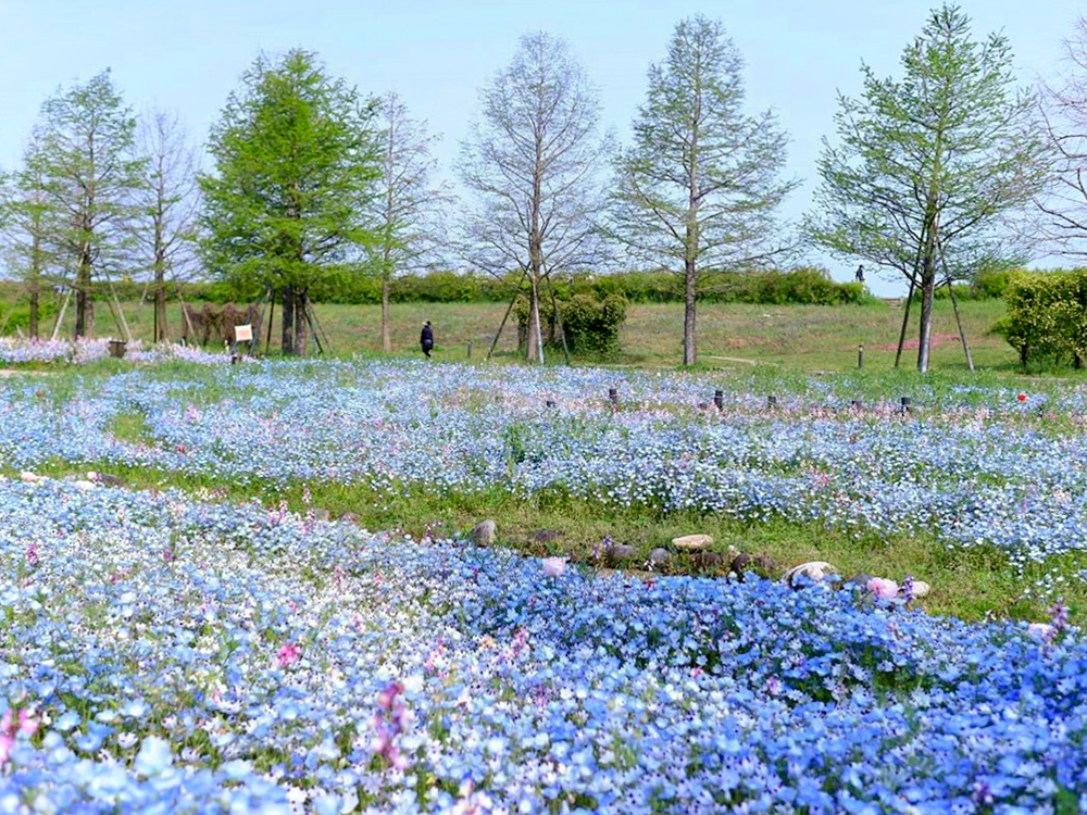 江南フラワーパーク、ネモフィラ、チューリップ、4月春の花、愛知県江南市の観光・撮影スポットの画像と写真