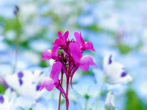 江南フラワーパーク、ネモフィラ、4月春の花、愛知県江南市の観光・撮影スポットの画像と写真