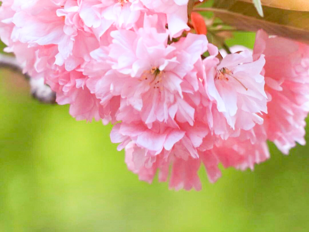 江南フラワーパーク、4月春の花、愛知県江南市の観光・撮影スポットの画像と写真