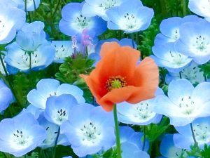 江南フラワーパーク、ネモフィラ、4月春の花、愛知県江南市の観光・撮影スポットの画像と写真