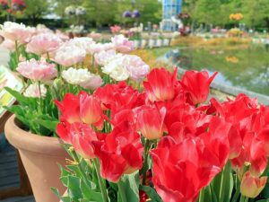江南フラワーパーク、チューリップ、4月春の花、愛知県江南市の観光・撮影スポットの画像と写真