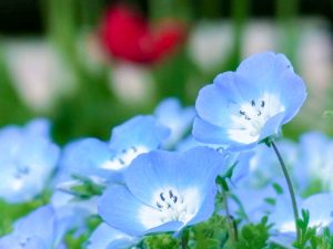 江南フラワーパーク、ネモフィラ、4月春の花、愛知県江南市の観光・撮影スポットの画像と写真