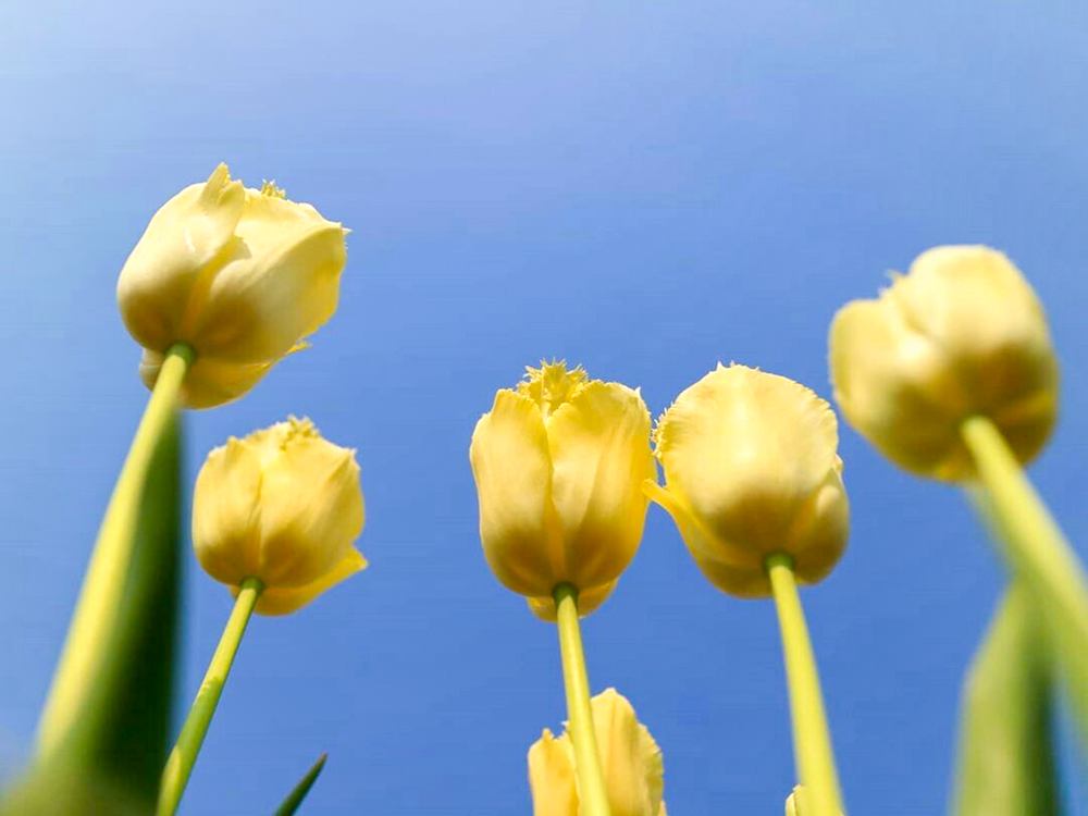 江南フラワーパーク、チューリップ、4月春の花、愛知県江南市の観光・撮影スポットの画像と写真