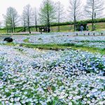江南フラワーパーク、ネモフィラ、4月春の花、愛知県江南市の観光・撮影スポットの画像と写真