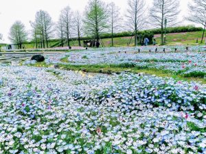 江南フラワーパーク、ネモフィラ、4月春の花、愛知県江南市の観光・撮影スポットの画像と写真