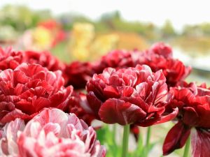 江南フラワーパーク、4月春の花、愛知県江南市の観光・撮影スポットの画像と写真