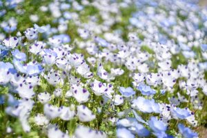 江南フラワーパーク、ネモフィラ、4月春の花、愛知県江南市の観光・撮影スポットの画像と写真