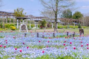 江南フラワーパーク、ネモフィラ・チューリップ、4月春の花、愛知県江南市の観光・撮影スポットの画像と写真
