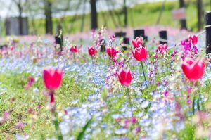 江南フラワーパーク、ネモフィラ・チューリップ、4月春の花、愛知県江南市の観光・撮影スポットの画像と写真