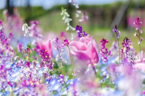 江南フラワーパーク、ネモフィラ・チューリップ、4月春の花、愛知県江南市の観光・撮影スポットの画像と写真