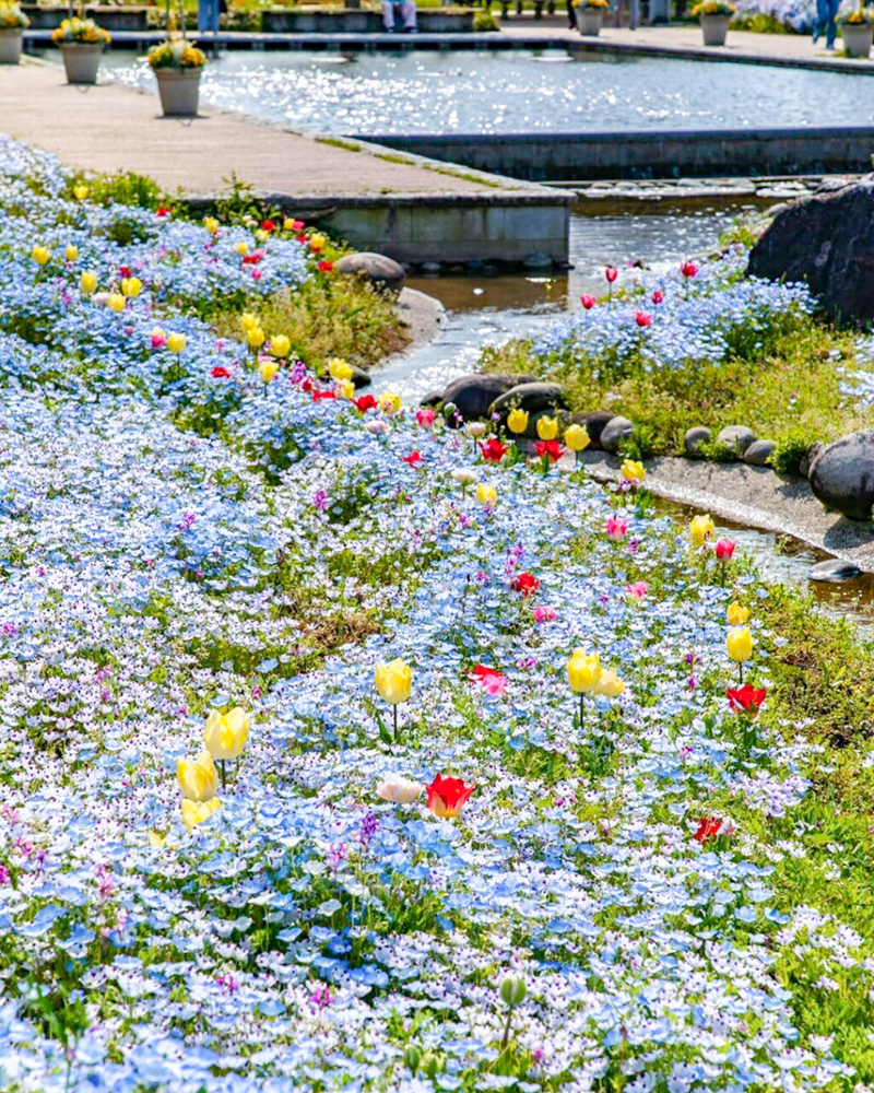 江南フラワーパーク、ネモフィラ・チューリップ、4月春の花、愛知県江南市の観光・撮影スポットの画像と写真
