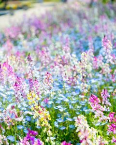 江南フラワーパーク、4月春の花、愛知県江南市の観光・撮影スポットの画像と写真